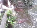 Тайланд. Май 2017г.Зоопарк Као-Кхео Бегемоты.