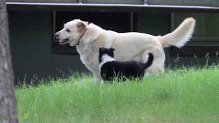 Australian Shepard Puppy in Bemidji