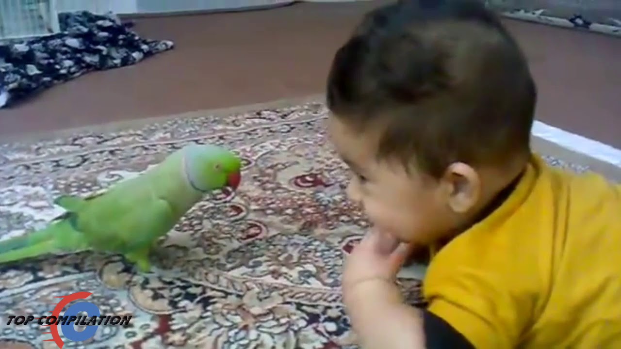 Perroquet Qui Fait Des Bisous Au Bebe Trop Trop Mignon Youtube Perroquet Qui Fait Des Bisous Au Bebe Trop Trop Mignon Youtube