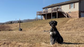 Moved To The Mountains:  A Day In The Life With My Giant Schnauzer