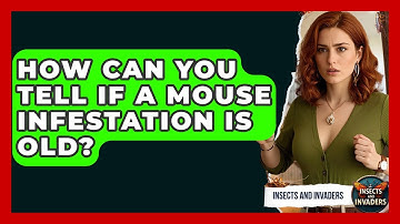 How Can You Tell If A Mouse Infestation Is Old? - Insects and Invaders
