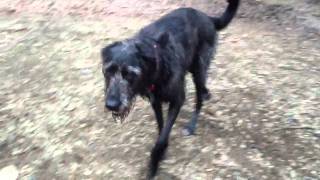 Shepadoodle full grown playing in woods