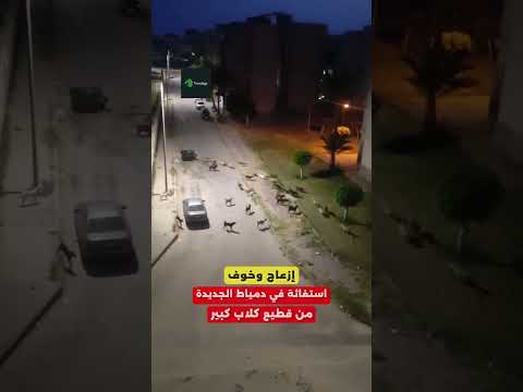 شكاوى في دمياط الجديدة من عشرات الكلاب تسبب الذعر للأهالي تريندجي
