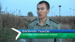 В Украине открывается сезон охоты на копытных