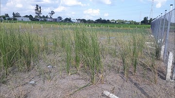 1000M2 LÚA 1.3 TỶ l Gò đầy l Cách QL50B 200m l Mỹ Lộc l Cần Giuộc l 0899489216