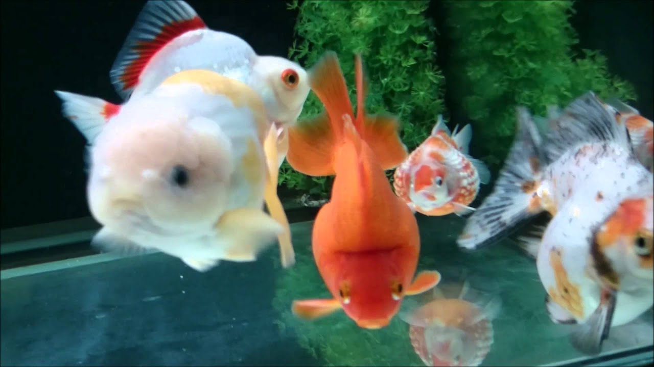 Ornamental Goldfishes and Aquarium Setup (ver.2)