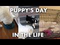 Day in the Life of a 7 Month Old Puppy in Quarantine Vlog | Fluffy the Samoyed