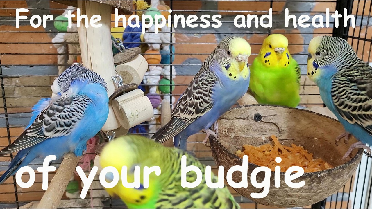 7 hours of budgie sounds that will actually make your pet parrot happy and healthy