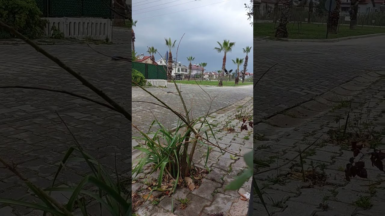 A pair of turtledoves take off at the same time 