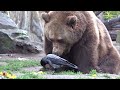Ein ungewöhnlicher Gast bei den Braunbären im Zoo Berlin