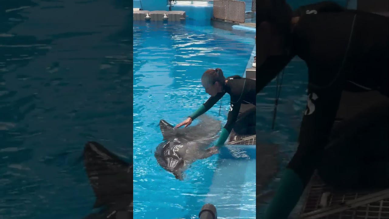 Dolphin Body Check! 🐬❤️ 