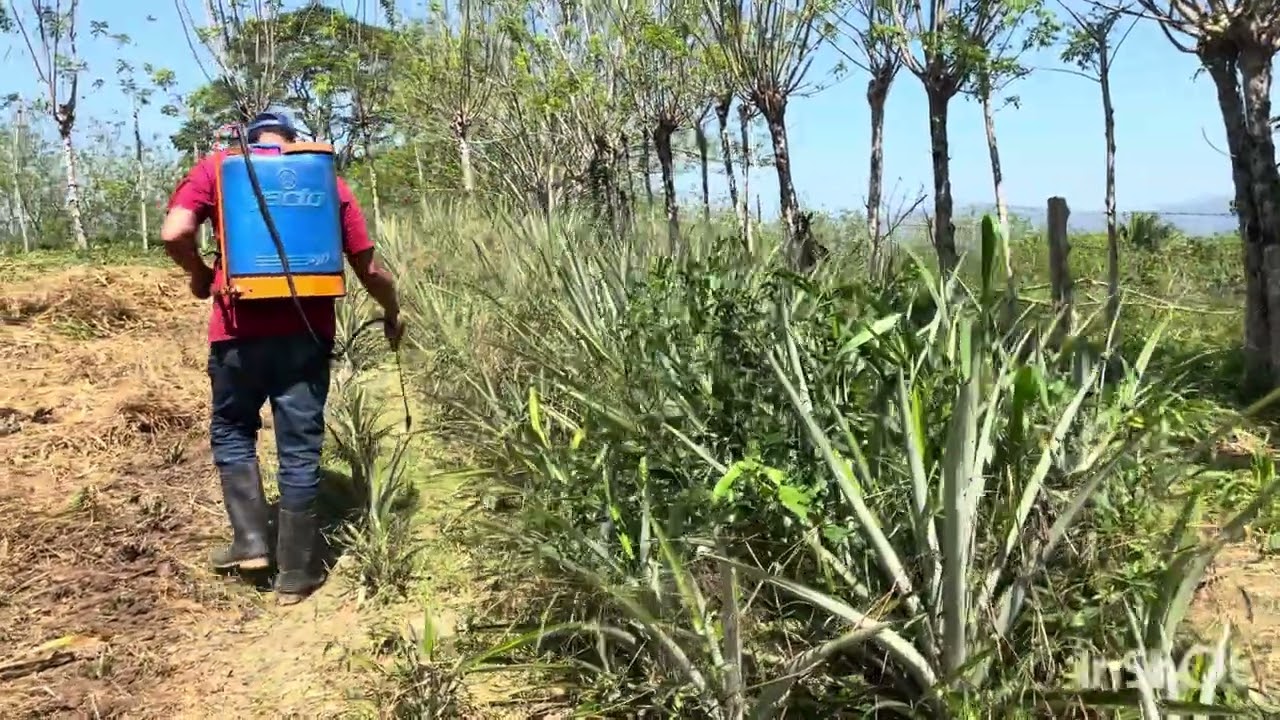 Regando veneno a las piñas para la maleza 