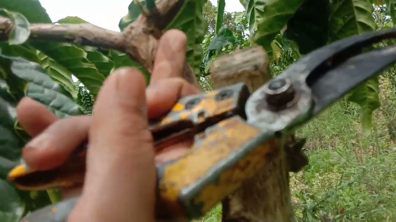 cara menentukan tunas Raja pada sambungan baru,entres tunas ranting