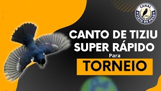 CANTO RÁPIDO DE TIZIU PARA TORNEIO