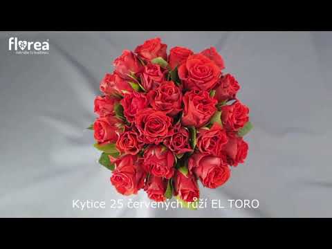 Video: Červená růže - květinový symbol Anglie