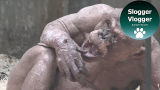 Jambo The Hairless Chimp Has Got Something Stuck On His Palette