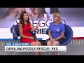 Four Legged Friends: Rex