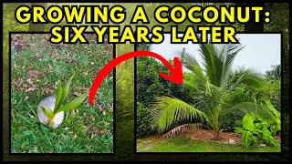Can You Grow A Palm Tree From a Coconut?