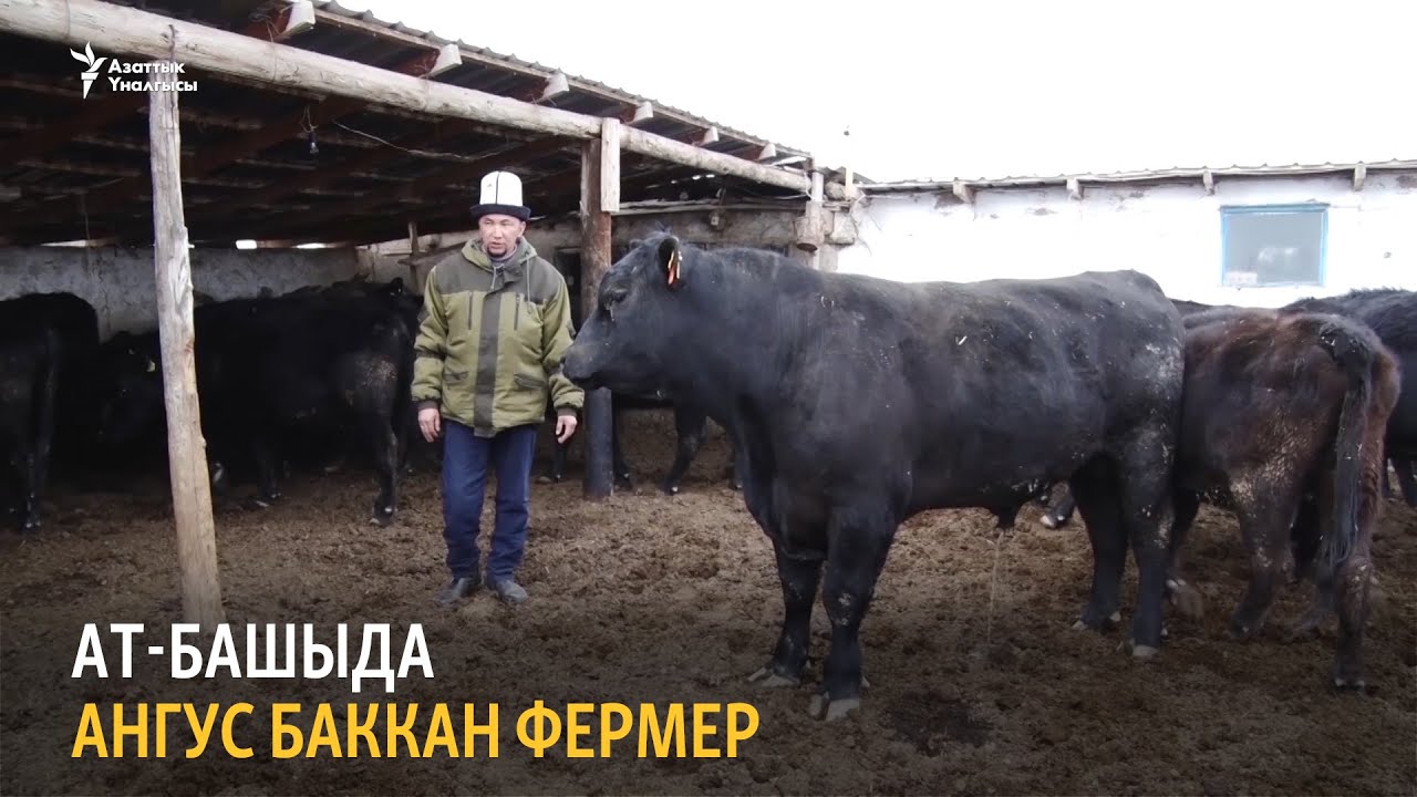 Ат-Башыда ангус баккан фермер