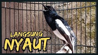 Suara Burung Kacer Bikin Lawan Emosi Gacor, Pancingan Kacer Agar Cepat Emosi Gacor