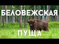 Беловежская пуща. Зубры. Меня атаковала лошадь