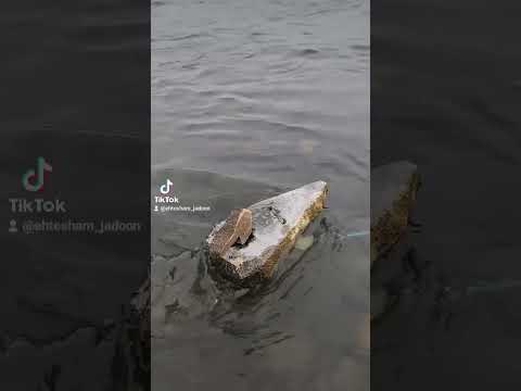 حضرت انسان کی فنکاریاں