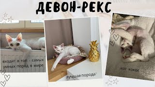 Порода  ДЕВОН РЕКС / Все о моем Кокосе