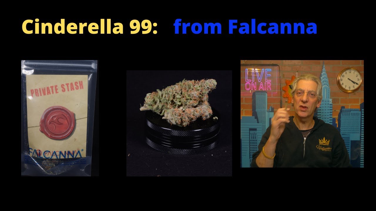 Cinderella 99 By Falcanna Cannabis Strain Review