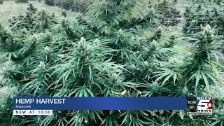 Industrial hemp farm has first legal harvest since WWII