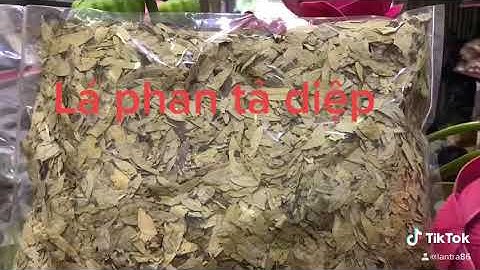LÁ PHAN TẢ DIỆP 0904.079.719