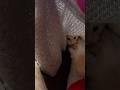 Super cute playful kittens 💕