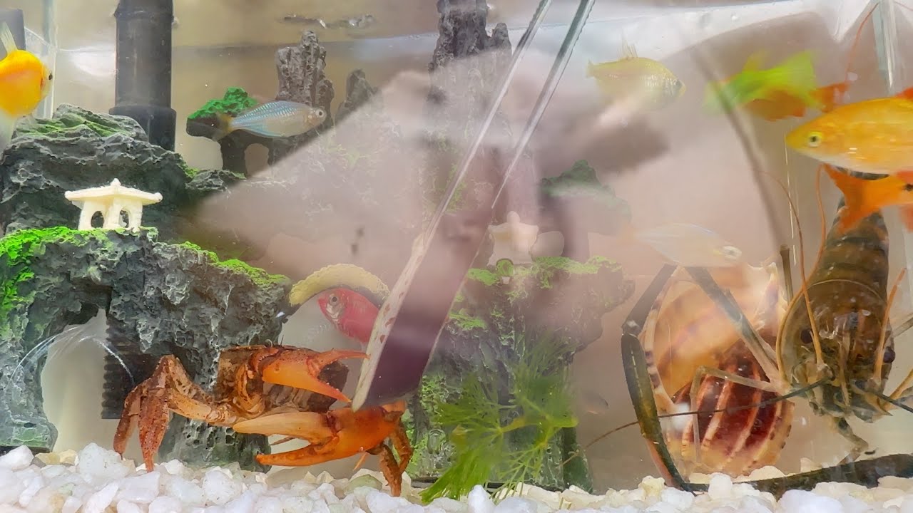 小さな魚たちは獲物がどこに隠れているのか全く知らないのです。知っていますか？