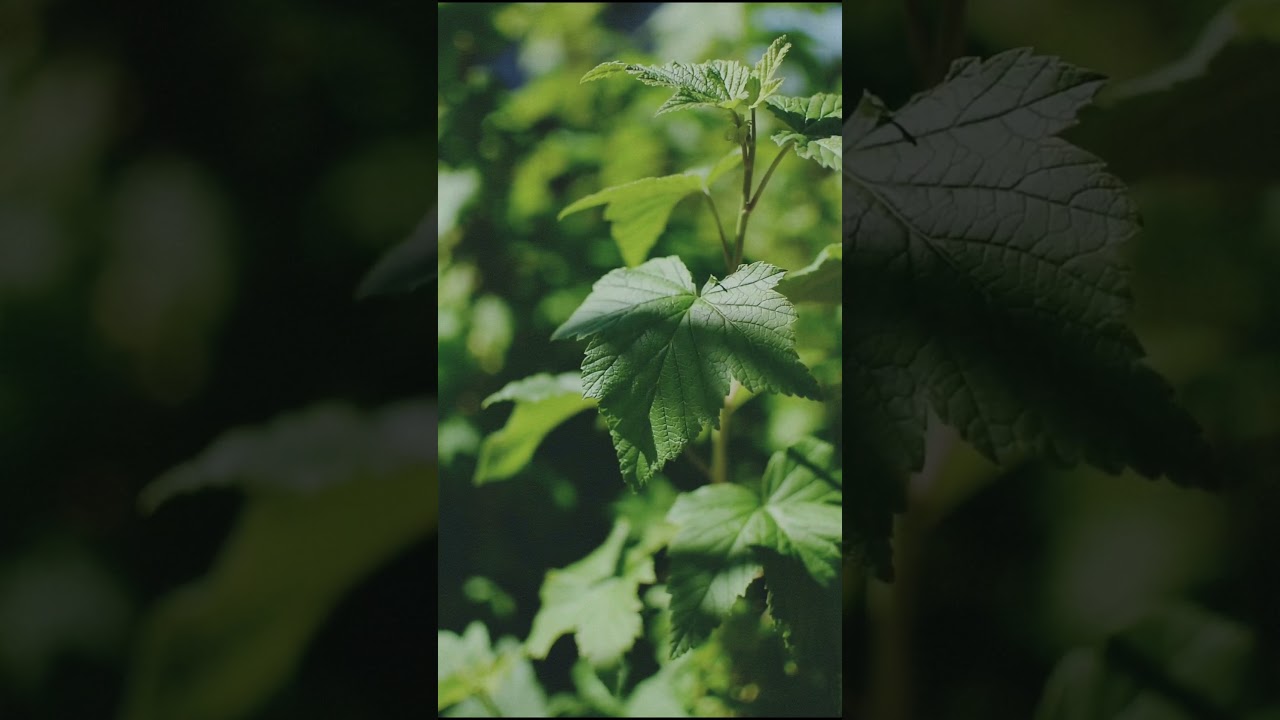 Close up Of a plant with green leaves|Nature|Nature relaxing music|