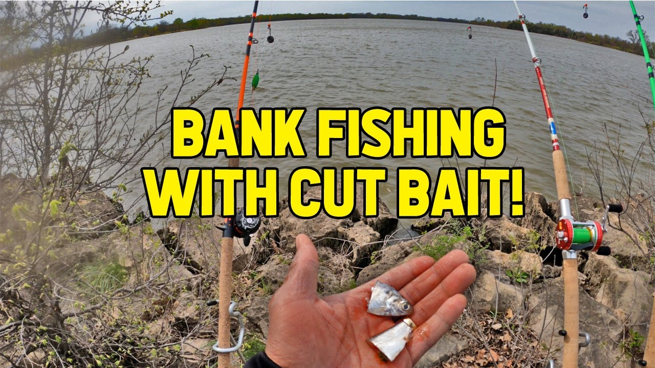 Bank Fishing With Cut Bait! (Spring Catfishing) 
