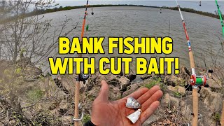 Bank Fishing With Cut Bait! (Spring Catfishing)