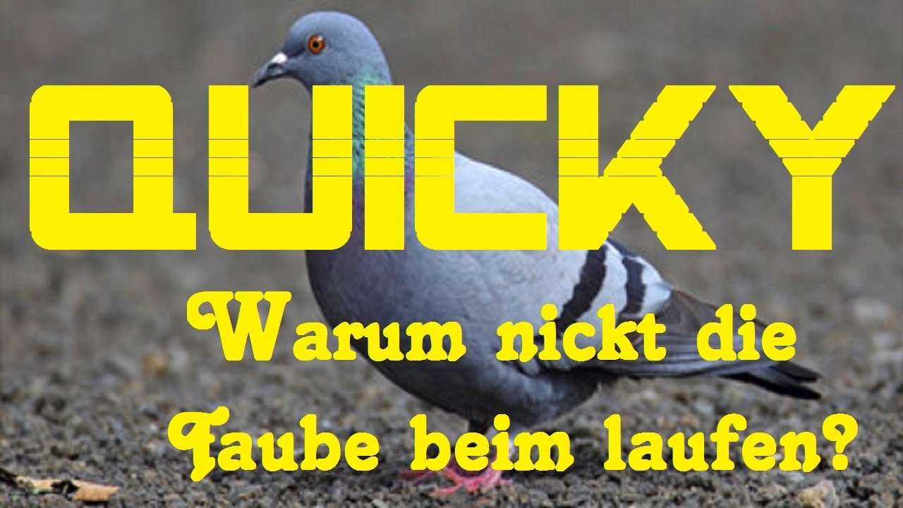 Warum Wackeln Tauben Mit Dem Kopf www.youtube.com