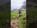 野菜のような野草が沢山！自然農の畑
