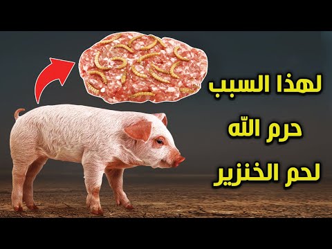 لماذا حرم الله على الإنسان اكل لحم الخنزير وما هي الحكمة من خلق الخنزير إجابة ستصدمك