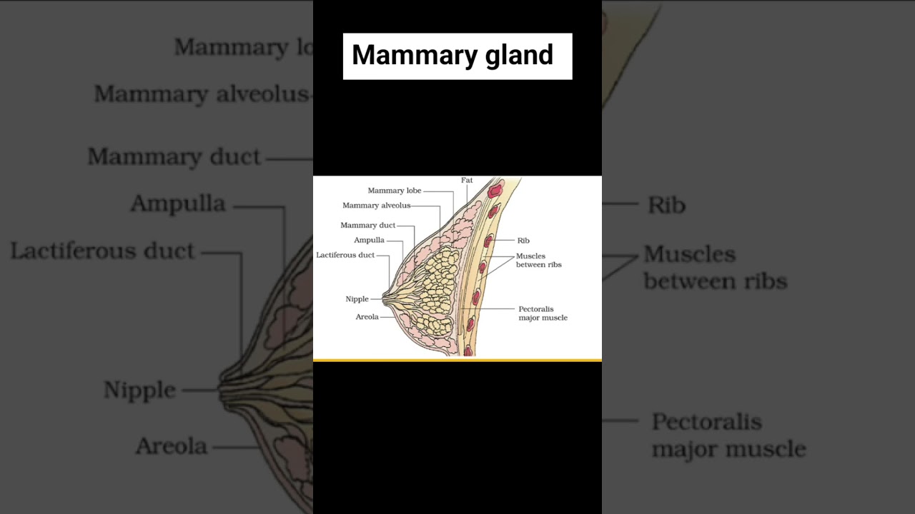 mammary gland.