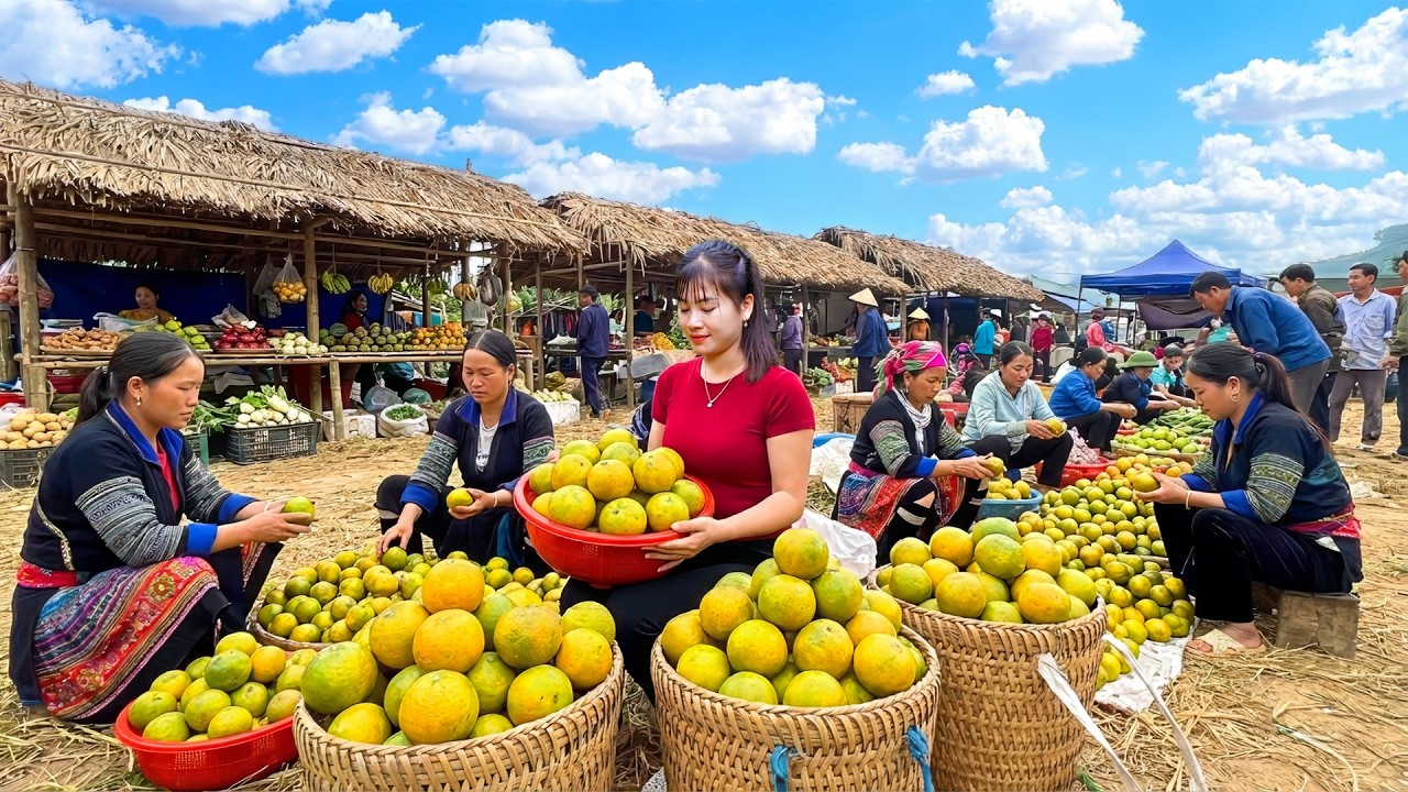 Harvesting 1000+ Ripe Oranges for Sale at the Lunar New Year Market | Nhat Bushcraft