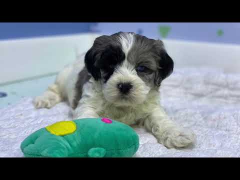 Premier Pups Reviews