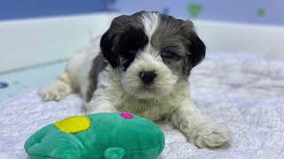 Meet Elijah: Our Playful Shih Poo Puppy