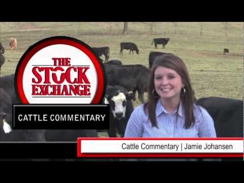 Cattle Commentary powered by DV Auction