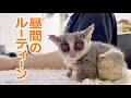 日中の過ごし方 / Datime Routine! Pizzatoru the Bushbaby / ショウガラゴのピザトル