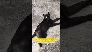 Gato #GatoPreto #VidaDeGato #Preguiça #SóMais5Minutos #HumorPet #GatosDoInstagram #CatLife #