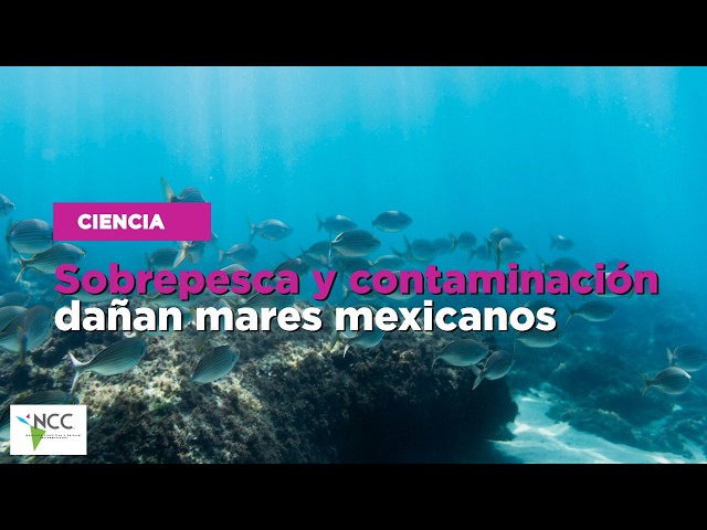 Sobrepesca y contaminación dañan mares mexicanos