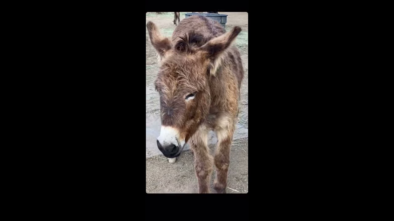 Rescued Burro Poops Into Bucket
