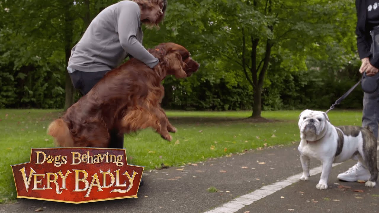 Meet Chewie, The Overprotective Red Setter Dogs Behaving Very Badly