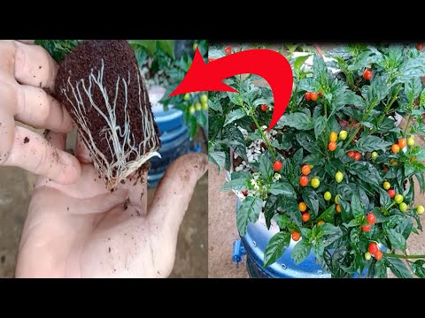 Video: Aji Panca Chili Pepper Care: Tips for å dyrke Aji Pancas i hagen