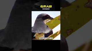 伯勞鳥拿太陽烤肉串，太會玩了 #伯劳鸟，烧烤大师，自然奇观，搞笑动物